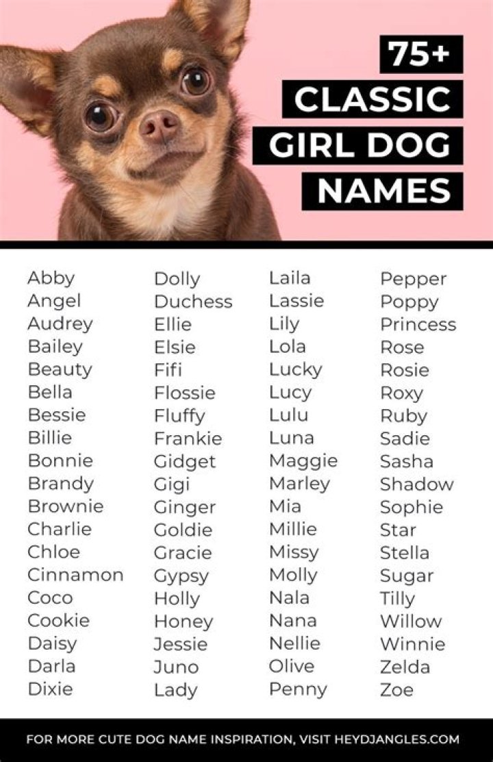 Cute Quishmallows Names: The Ultimate Guide to Finding the Perfect Name for Your Fluffy Companion