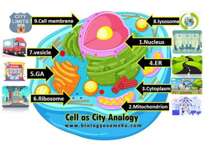 Cytoplasm Idea for Remembering: A Comprehensive Guide to Understanding and Mastering the Concept
