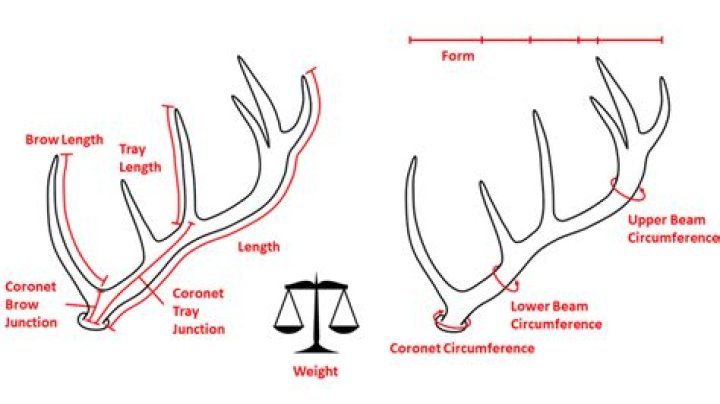 Deer Antlers Explained: A Comprehensive Guide to Their Purpose, Growth, and Importance