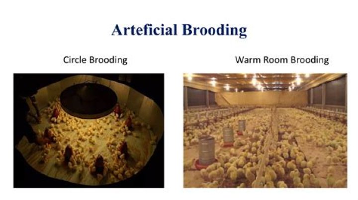 Understanding Brooding: A Comprehensive Guide to Define Brooding