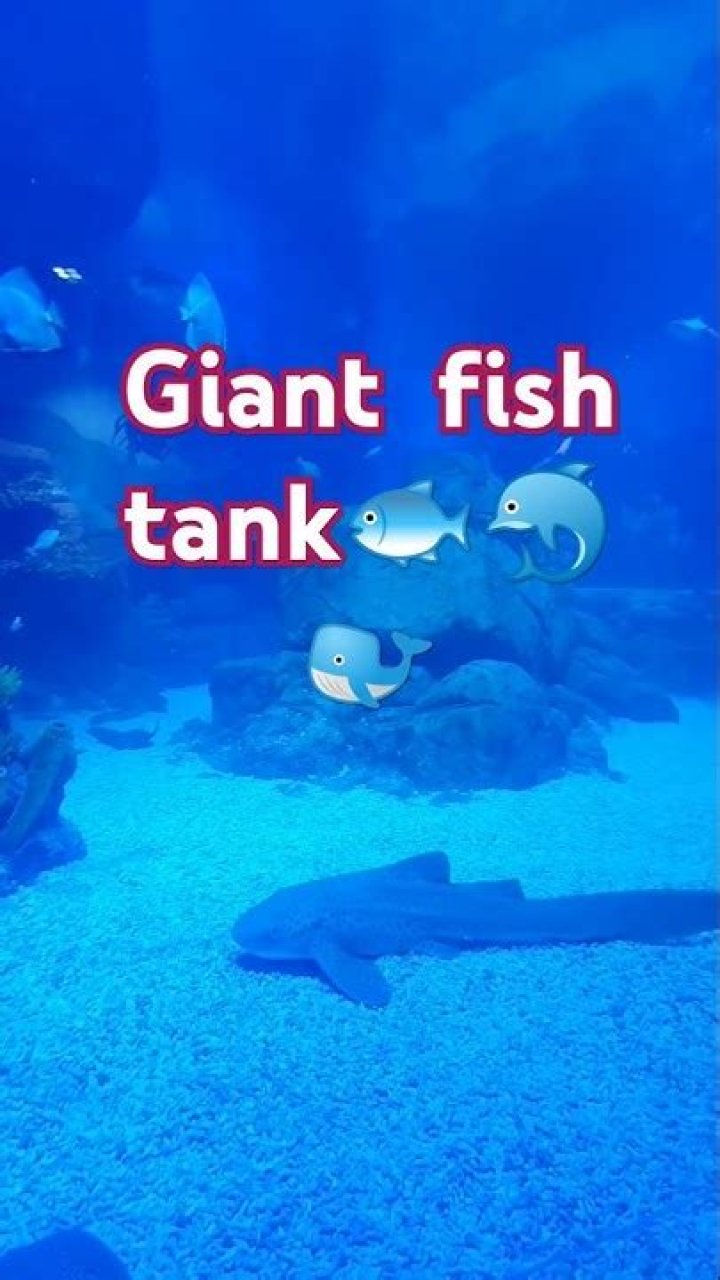 Delightful Hummus on Shark Tank: A Journey to Success