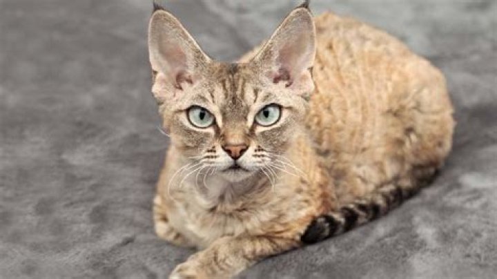 Devon Rex Lifespan: A Comprehensive Guide to Understanding and Maximizing Your Cat's Longevity