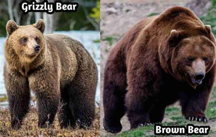 Difference Between a Brown Bear and Grizzly: A Comprehensive Guide