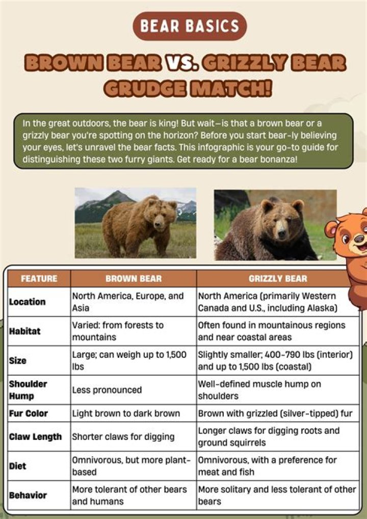 The Fascinating Difference Between Brown Bear and Grizzly Bear