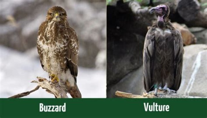 Understanding the Difference Between Buzzards and Vultures: A Comprehensive Guide