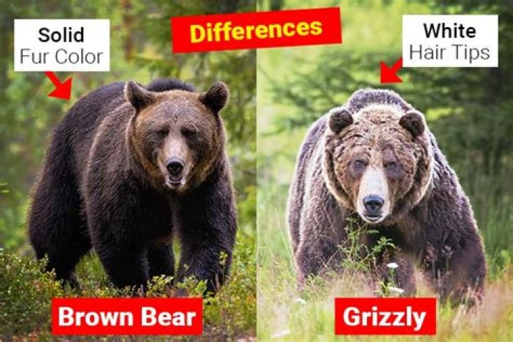 Difference Between Grizzly and Brown Bear: A Comprehensive Guide