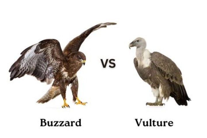 The Key Difference Between Vulture and Buzzard: A Comprehensive Guide