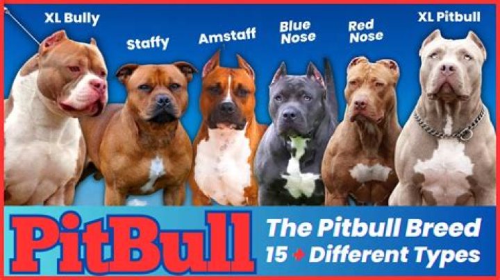 Different Types of Pit Bull Breeds: A Comprehensive Guide for Enthusiasts