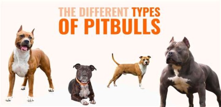 Different Types of Pit Bull Dogs: A Comprehensive Guide to Understanding Their Varieties