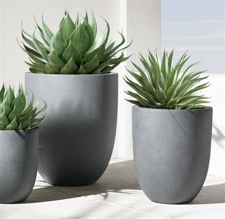 Discover the Beauty of Crate and Barrel Plants: A Complete Guide