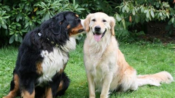 Do Dogs Communicate Through Barking? Unlocking the Secrets Behind Canine Vocalizations