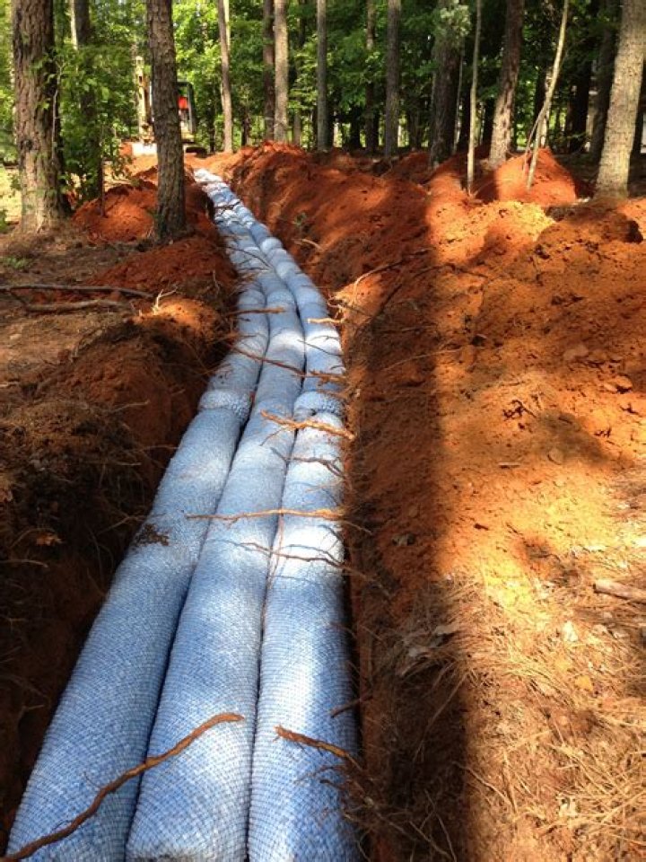 Do Raccoons Sleep in Trees? Exploring the Nocturnal Habits of These Clever Creatures