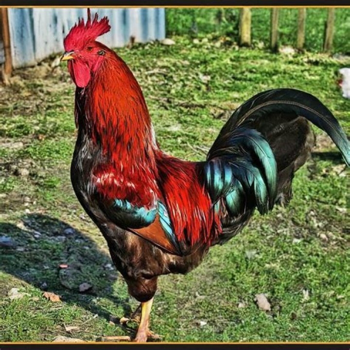 Do You Need a Rooster to Have Eggs? A Comprehensive Guide