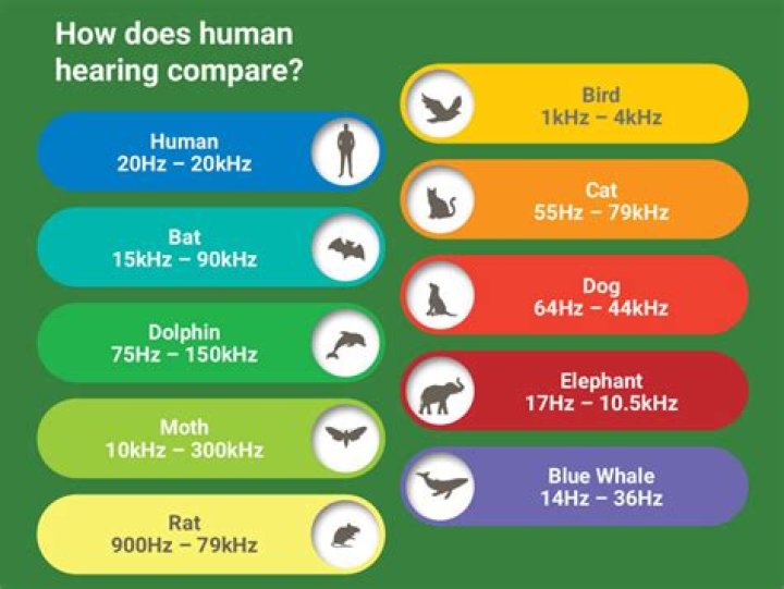 Dogs' Hearing Range Compared to Humans: Unveiling the Canine Auditory Advantage