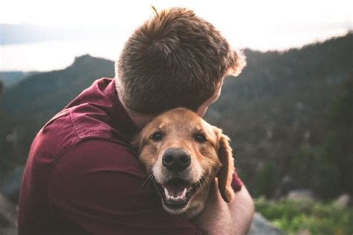 Why Dogs as Companions Are the Perfect Addition to Your Life