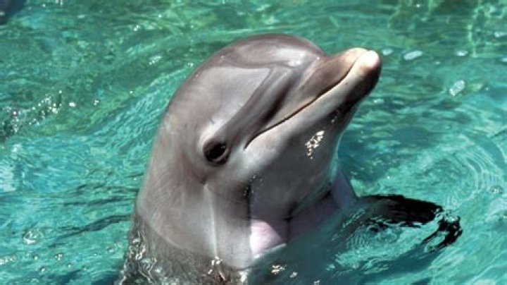 Dolphin Injuries: Understanding Causes, Treatments, and Prevention