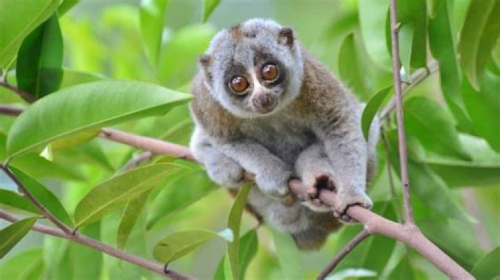 The Dumbest Animal Ever: Exploring the Most Surprisingly Unintelligent Creatures