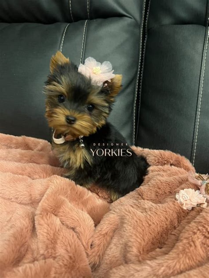 Enchanting Yorkies: The Ultimate Guide to Understanding and Caring for Your Yorkshire Terrier