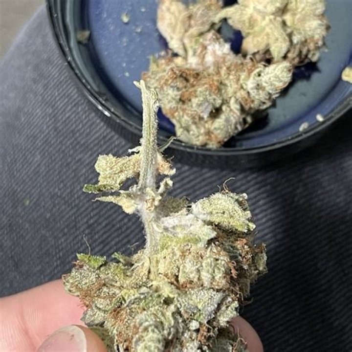 Unveiling the Power of Enlightened MT Prospect: A Comprehensive Guide