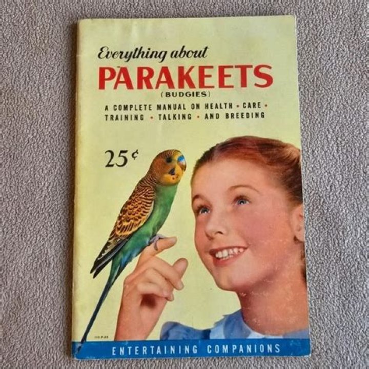 Everything to Know About Parakeets: A Comprehensive Guide for Bird Lovers