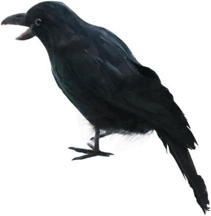 Fake Crows: Exploring the Phenomenon and Understanding Its Impact