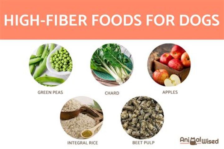 Why Fiber for Dogs is Essential for Their Health and Wellbeing