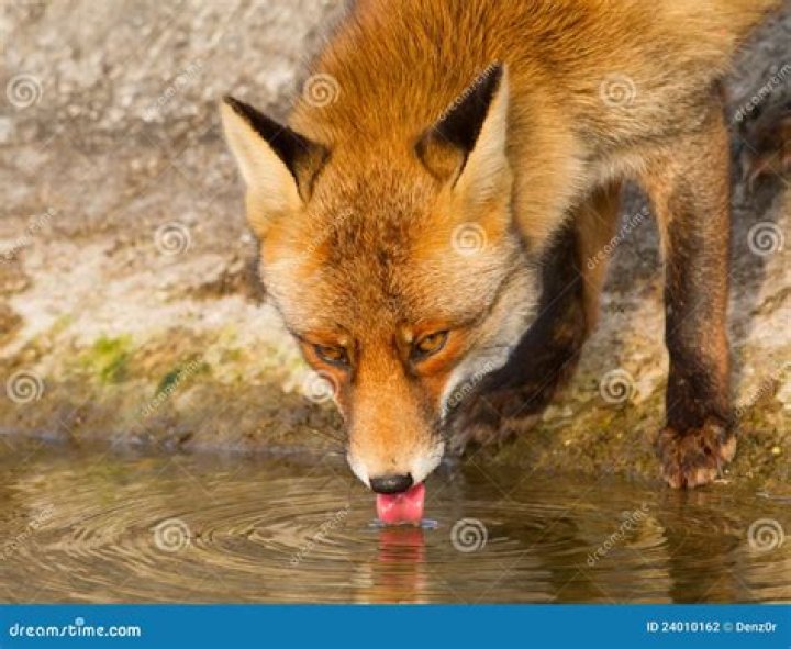 Fox Drinking: Understanding the Unique Behavior and Its Implications