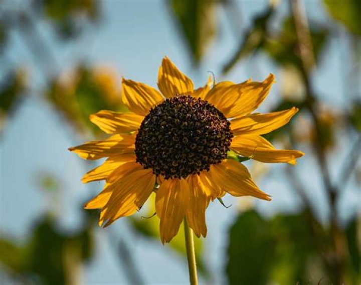 Free Download: Unlock a World of Resources Without Limits