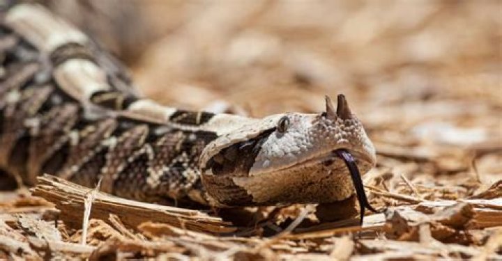 Gaboon Vipers: The Fascinating World of Africa's Most Venomous Snakes