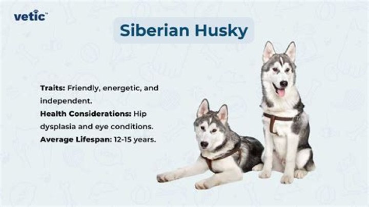 German Shepherd Husky Lifespan: A Comprehensive Guide to Their Health, Care, and Longevity