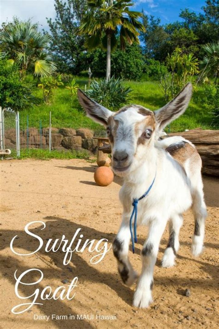 Exploring the Enchanting World of Goat Farm Maui