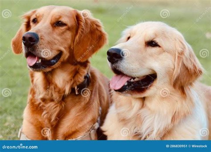 Golden Retriever Companions: The Ultimate Guide to Understanding and Owning a Loyal Friend