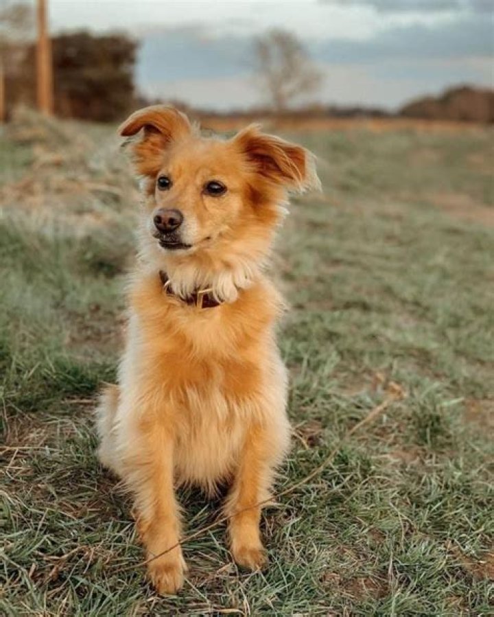 Golden Retriever Cross Chihuahua: The Ultimate Guide to This Unique Mixed Breed