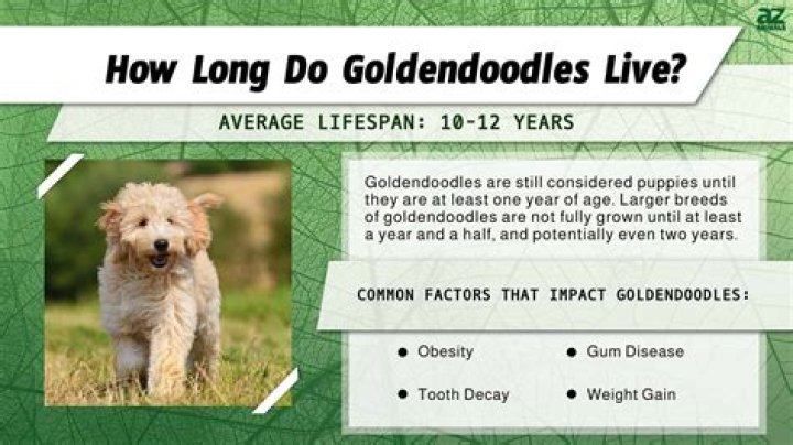Goldendoodle Lifespan: Understanding the Health and Longevity of Your Beloved Companion