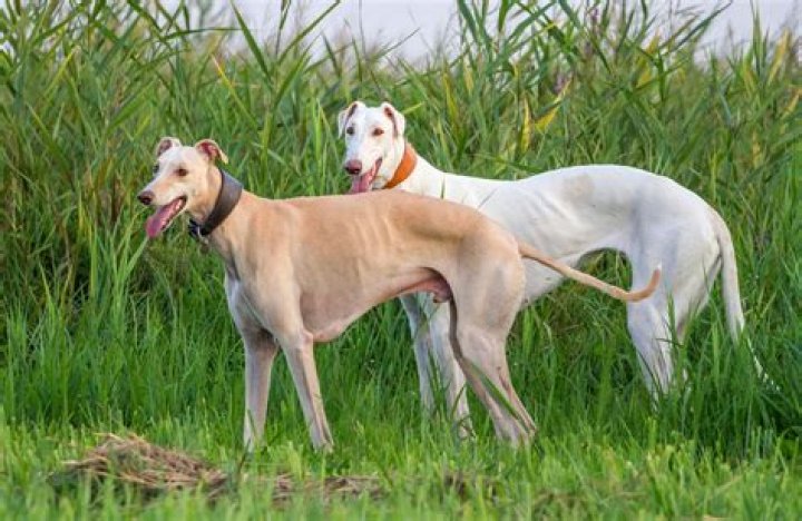 Unleashing the Power of Greyhounds: A Comprehensive Guide to Understanding the Breed