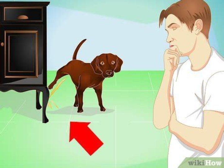 How to Successfully Housebreak an Adult Dog: A Comprehensive Guide