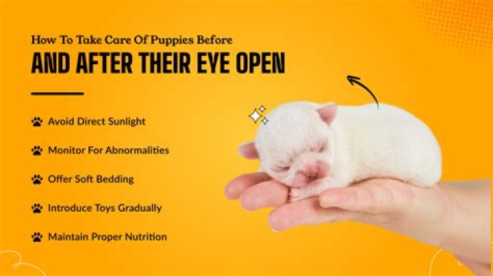 How Long for Puppies' Eyes to Open: A Comprehensive Guide for New Puppy Owners