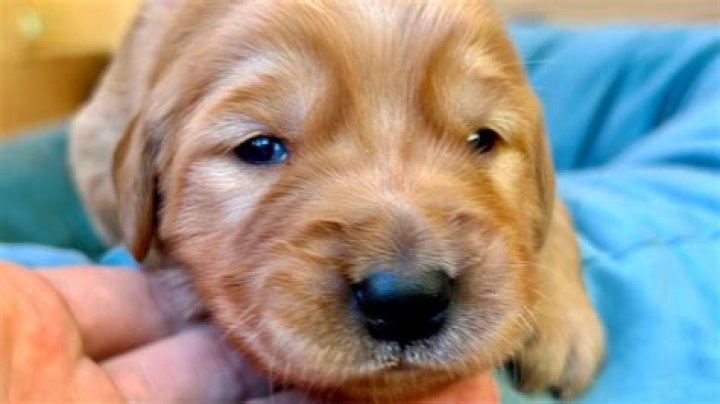 How Long Until a Puppy Opens Its Eyes: A Comprehensive Guide