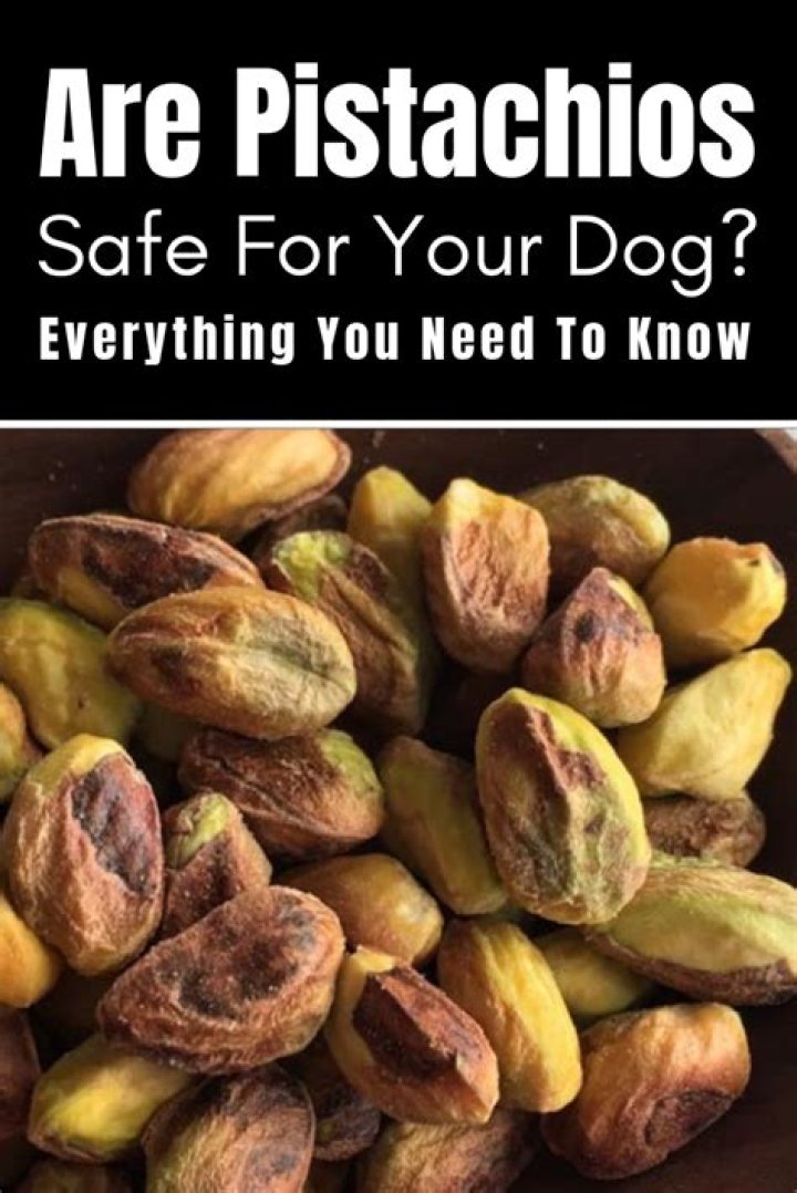 How Many Pistachios Can a Dog Eat: A Comprehensive Guide for Pet Owners