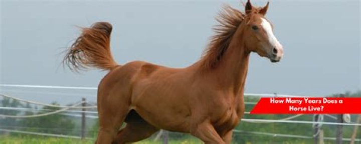 How Many Years Does a Horse Live: Exploring the Lifespan of Horses