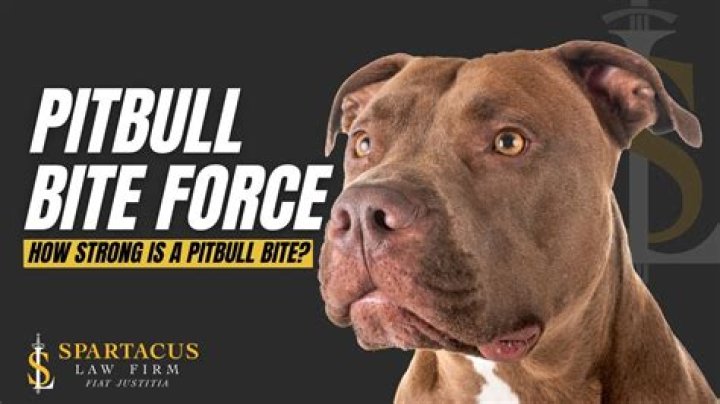 How Much Bite Force Does a Pitbull Have? Unveiling the Truth Behind Their Power