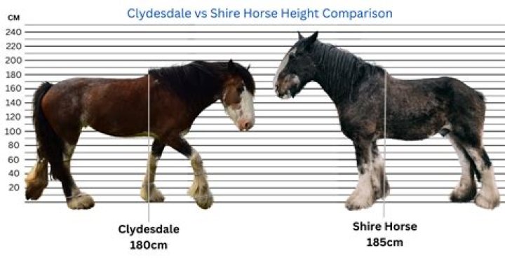 How Much Does a Clydesdale Horse Cost? A Comprehensive Guide for Enthusiasts