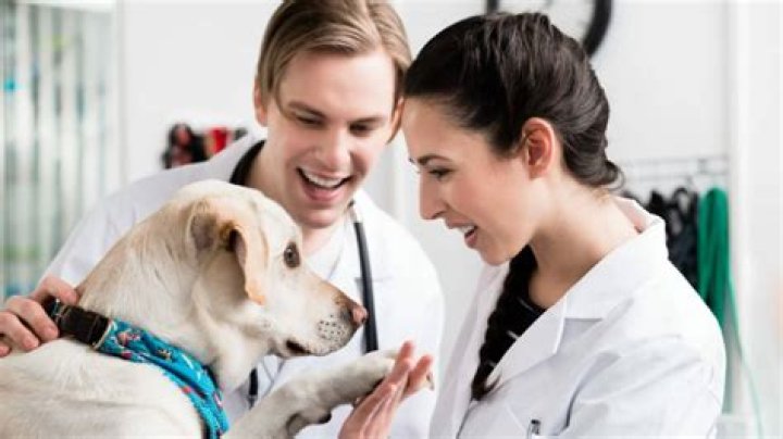 How Much Do Vet Techs Make: A Comprehensive Guide to Understanding Vet Tech Salaries