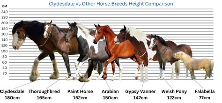 How Much Does a Budweiser Clydesdale Cost? A Comprehensive Guide