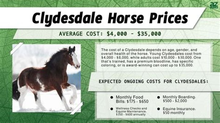 How Much Does a Clydesdale Cost? Understanding the Price and Value of These Majestic Horses