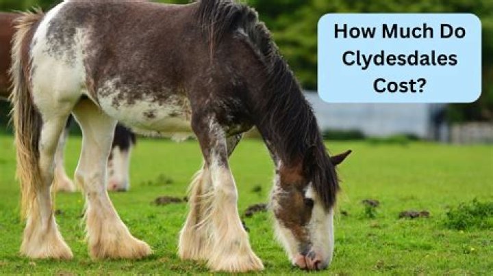 How Much Does a Clydesdale Cost? A Comprehensive Guide to Understanding the Price and Ownership