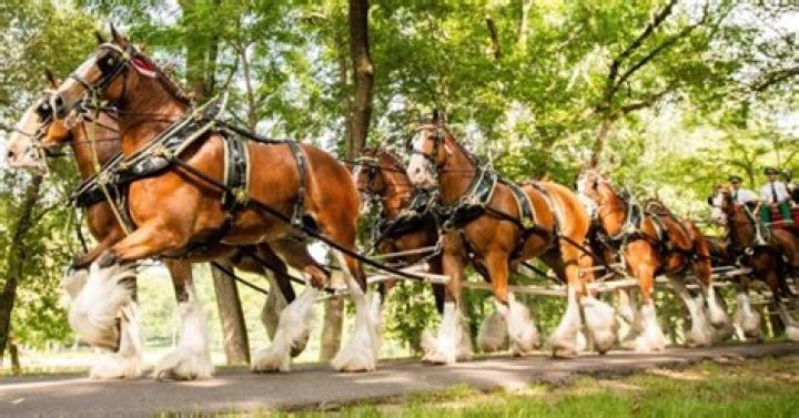How Much Is a Budweiser Clydesdale Worth? Exploring the Value and Legacy