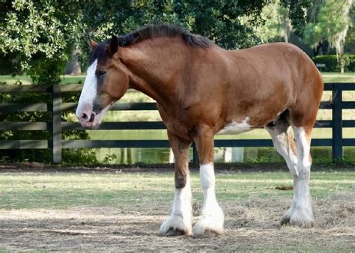 How Much is a Clydesdale: Understanding the Price and Value of These Majestic Horses