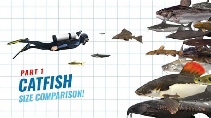 How Old Is Max Off of Catfish: A Comprehensive Guide