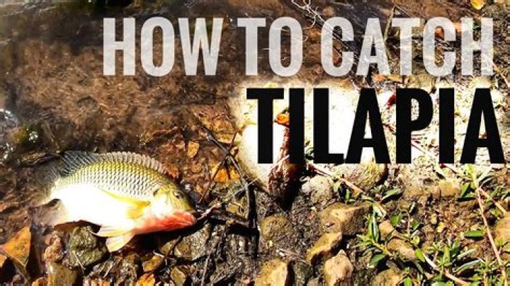 How to Catch Tilapia in Intardew Valley: A Comprehensive Guide